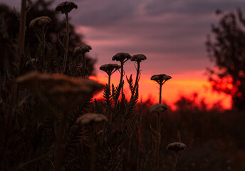 sunset flowers
