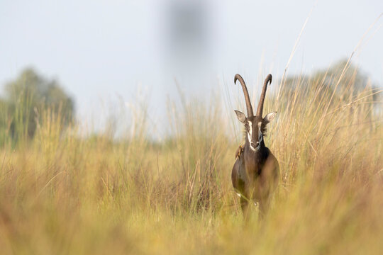 an sable antelope stands among tall grass and looks in our direction
