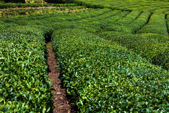 Tea Gardens Of Rize