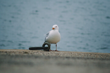 seagulls in the harbor. Brittany, France