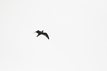 seagull detail in flight on white background