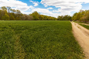 Long path between high trees and fields with riding cyclists