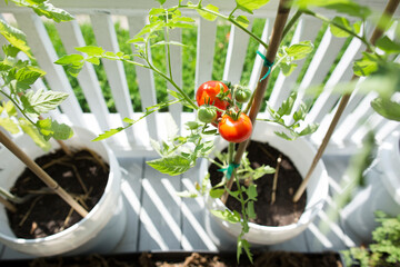 High angle view of fresh organic tomatoes growing on porch