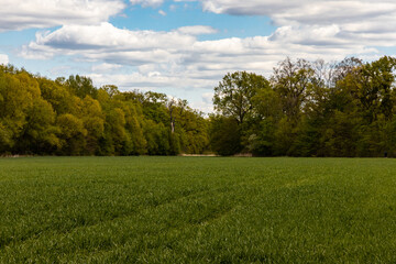 Huge green field with high trees and bushes around