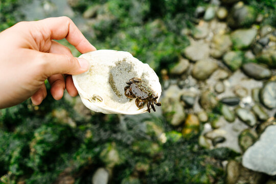 Cropped hand of man holding seashell with crab at beach