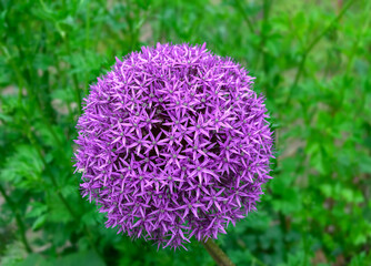 Colorful inflorescence of decorative onion. Close-up.