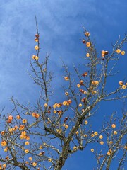 An einem Apfelbaum in Esslingen (Baden-Württemberg) hängen auch im Winter noch Äpfel an den Zweigen.