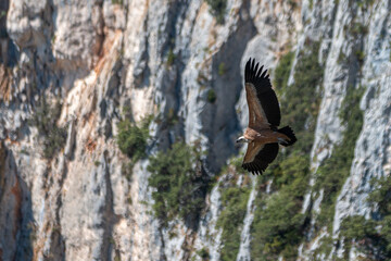 Vulture in flight next to climbers in gorges du verdon, france
