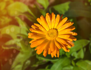 Orange flower of calendula on a background of greenery. Close-up. View from above.