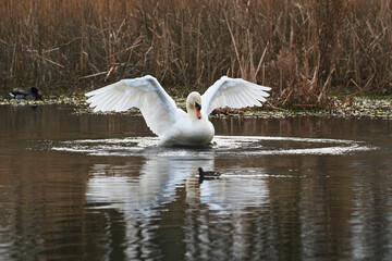 white swan flapping wings in small lake  