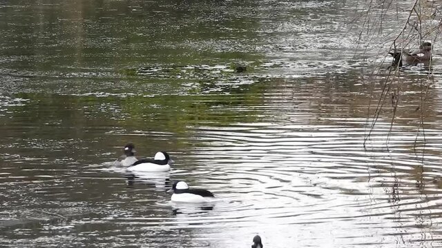 buffleheads, swimming, duck, fowl, waterfowl,  ice, cold, pond, West Vancouver, BC,  Canada  