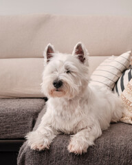 Portrait dog breed West Highland White Terrier. The pet is white. The puppy lies on gray sofa. Westie happily narrowed his eyes.