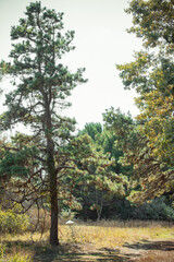 Fototapeta premium Tall Skinny Tree near nature walk path