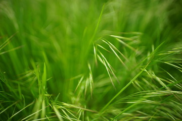 Fototapeta na wymiar Lush green grass grow in a summer meadow