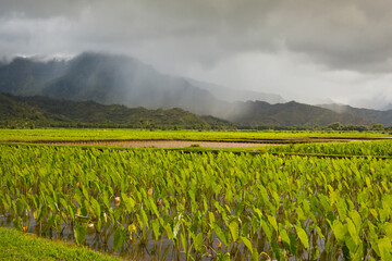 Taro fields in the Hanalei valley on the north coast of Kaua'i Island, Hawai'i, USA