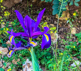 Spanish iris blooming in the wild meadow high in the mountains