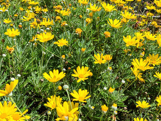 Yellow wild chrysanthemums background close up