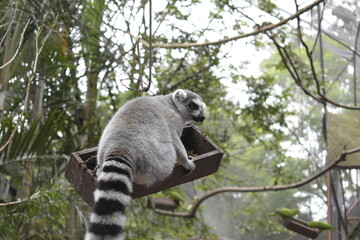 lemur on tree