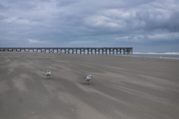 birds on a windy beach by the pier