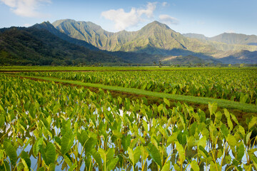 Taro fields in the Hanalei valley on the north coast of Kaua'i Island, Hawai'i, USA © Julie