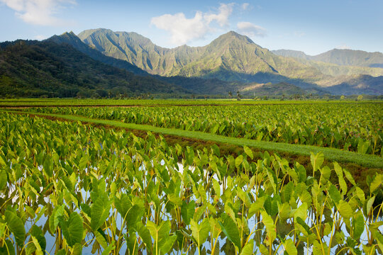 Taro fields in the Hanalei valley on the north coast of Kaua'i Island, Hawai'i, USA