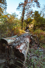 Macro Tree Path of wood and Bark Texture