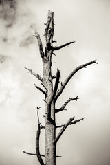 Creepy Bare Broken Branch with white clouds background