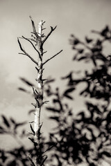 Sepia Scary Tall Tree with blurry foreground