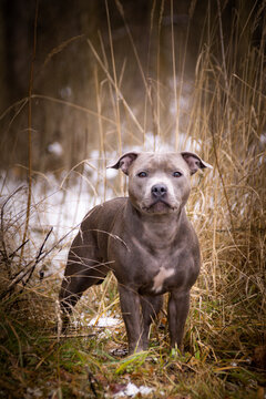 Staford bullterier is sitting under the pine in reed. he is so happy outside. Dogs in snow is nice view