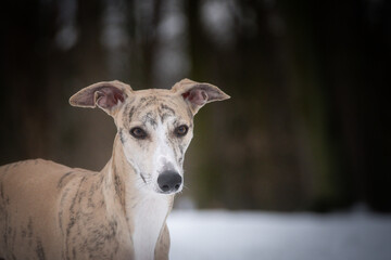 Whippet Dog is standing in snow. he is so happy outside. Dogs in snow is nice view
