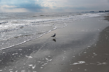 panoramic seagull