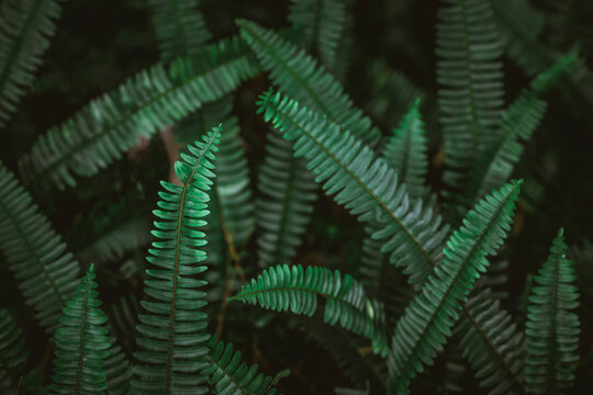 Wild emerald green fern fronds growing at varying angles
