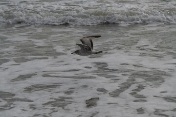 flying seagull above the waves