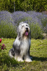 Bearded collie is sitting in levander.  He looks so fluffy, he is so cute dog