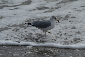 seagull in the foamy waves