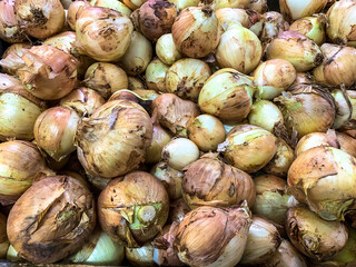 A lot of fresh yellow onions. Yellow onions close up. Big golden onions on the counter supermarket. Fresh onions. Golden onion background