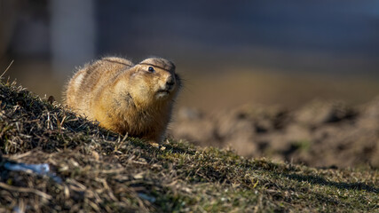 tier, nager, säugetier, murmeltier, prairie, wild lebende tiere, natur, präriehund