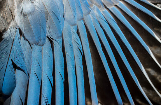 Iberian magpie azure blue wing