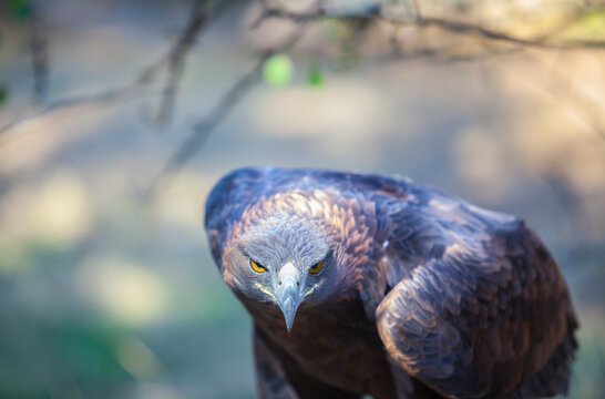Iberian golden eagle or Aquila chrysaetos homeyeri