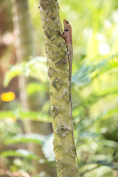 An oriental garden lizard clings to a tree in Vietnam.
