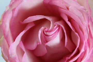 Close-up photo of a cute pink colored rose on white background