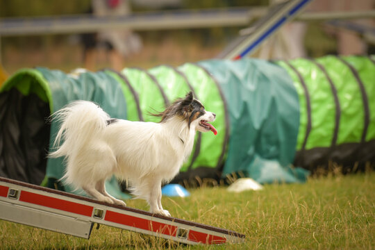 Dog  in agility balance beam.  Amazing day on czech agility competition. They are middle expert it means A2.