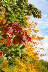 autumn leaves in the park