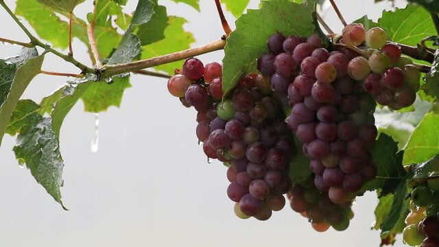 Cachos de uvas maduras na chuva