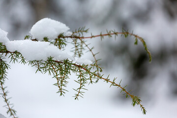 Snowy juniper