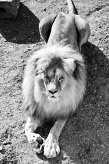 Lion in our zoo in the Czech republic. He is in zoo usti and he is so beautiful one
