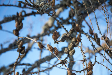 Branches on a tree containing cones.