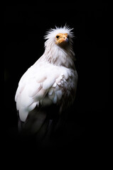Egyptian vulture (Neophron percnopterus), with a beautiful dark coloured background. A colourful...