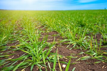 Green winter crops sprouted in the spring sun on a farm field. Smooth rows of agricultural plants go into the distance to the horizon