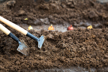 Rake and a shovel are inserted into the ground from the garden, the onion-sowing is planted. Springtime, working on a plot of land, landscaping, gardening, growing flowers, fruit crops. Copy space